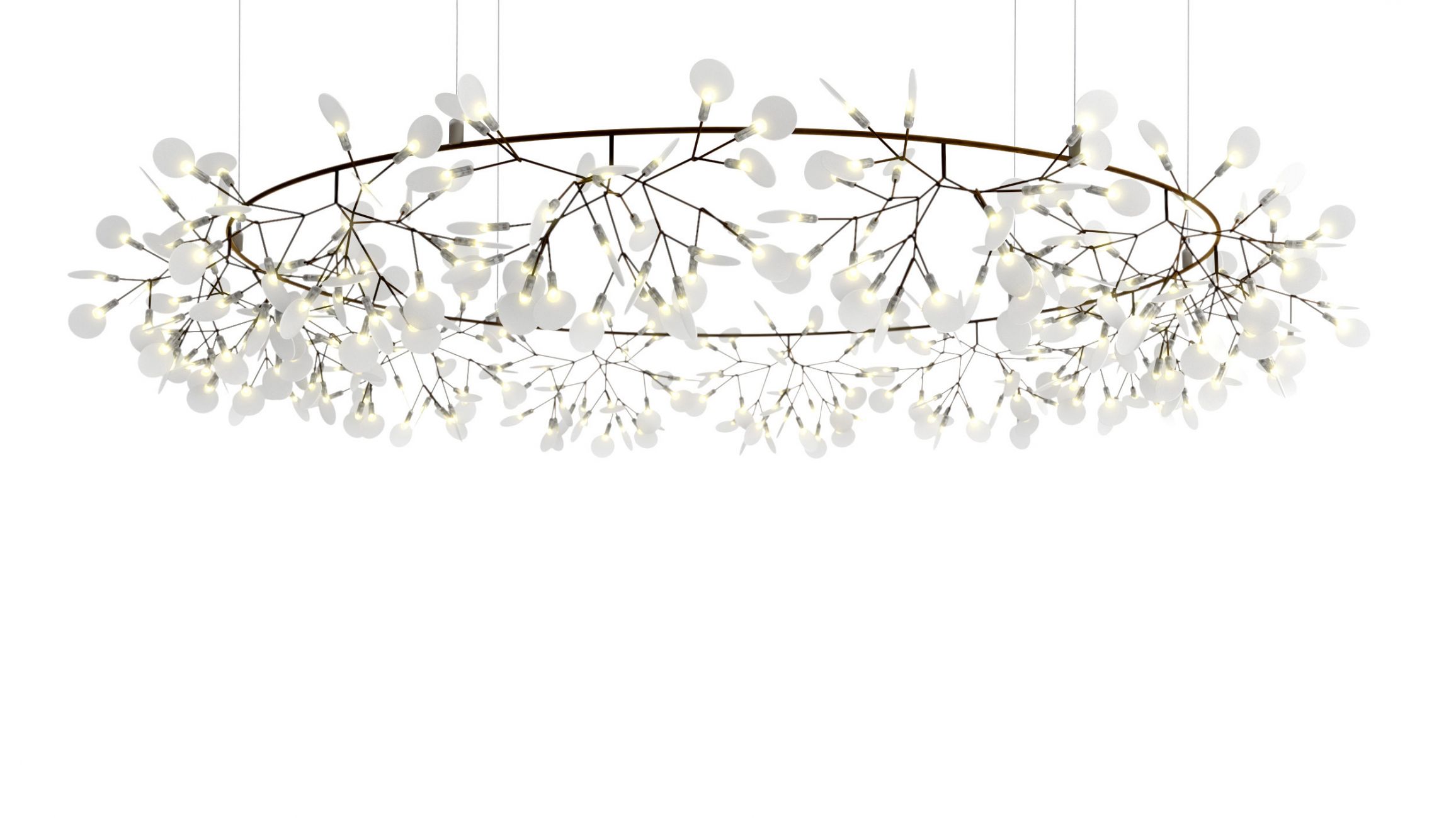 Heracleum