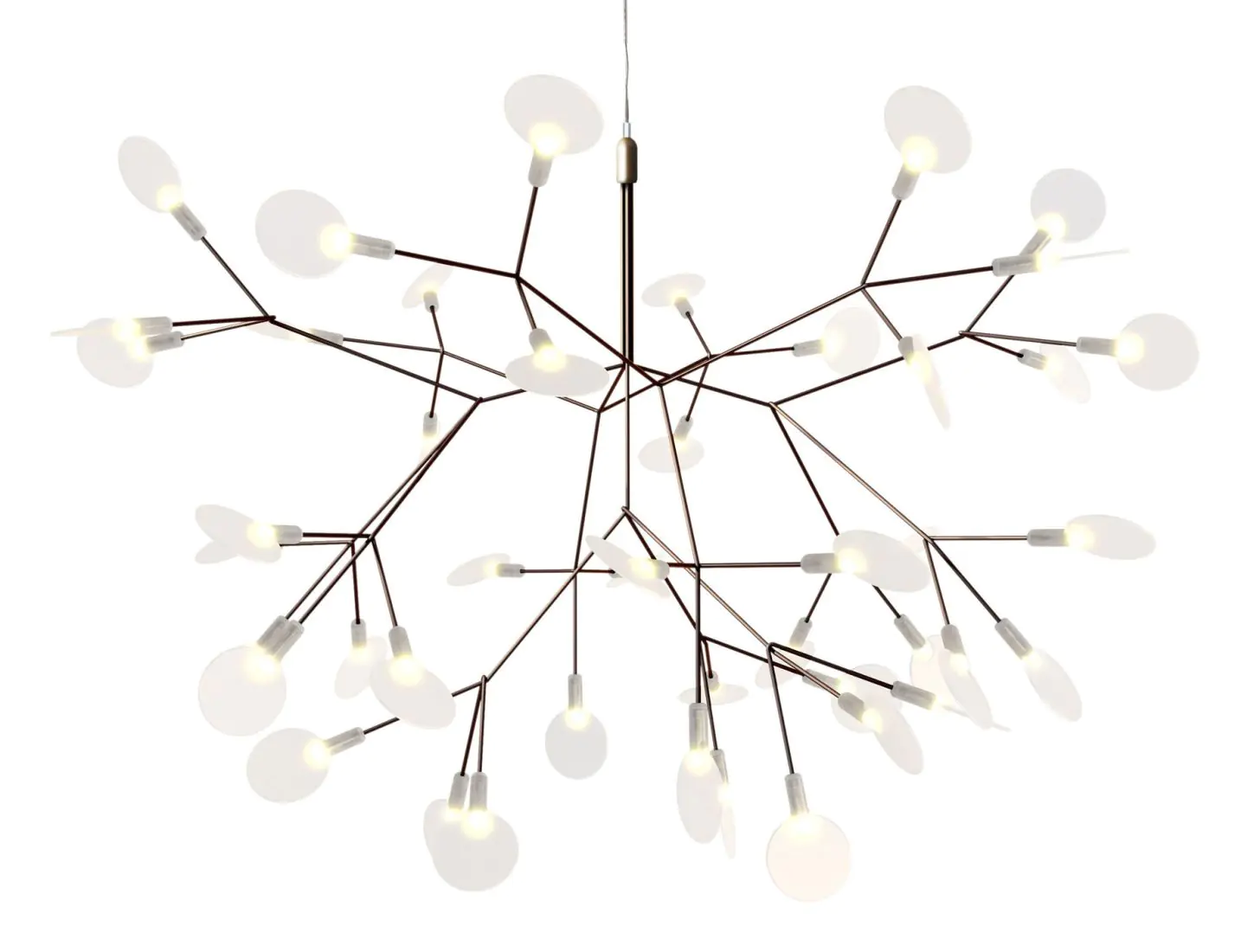 Heracleum