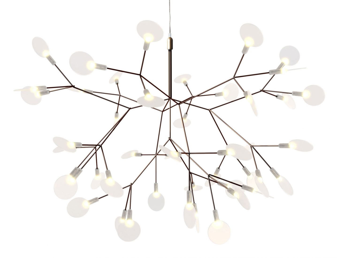 Heracleum