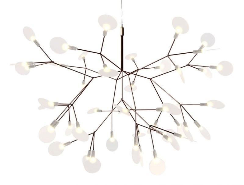 Heracleum